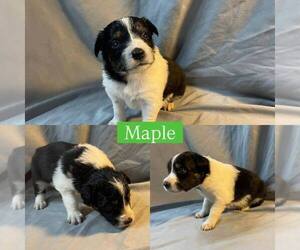 Border Collie Puppy for Sale in BUCKLEY, Washington USA