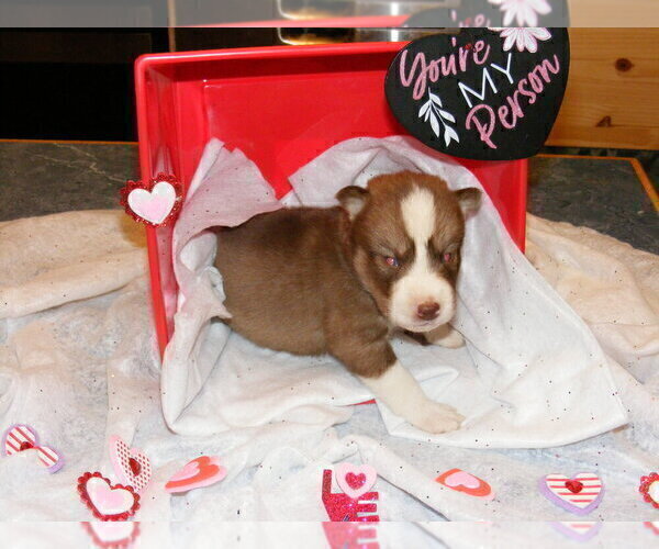 Medium Photo #1 Siberian Husky Puppy For Sale in TERRE HAUTE, IN, USA