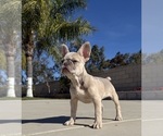 Small #3 French Bulldog