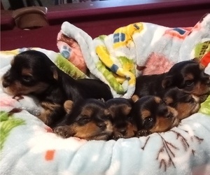 Yorkshire Terrier Puppy for sale in BIRCH TREE, MO, USA