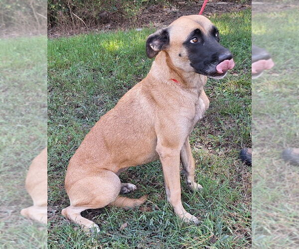 Medium Photo #2 Boxer-Unknown Mix Puppy For Sale in Wetumpka, AL, USA