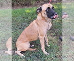 Small #1 Boxer Mix