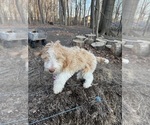 Small #11 Aussie-Poo-Goldendoodle Mix