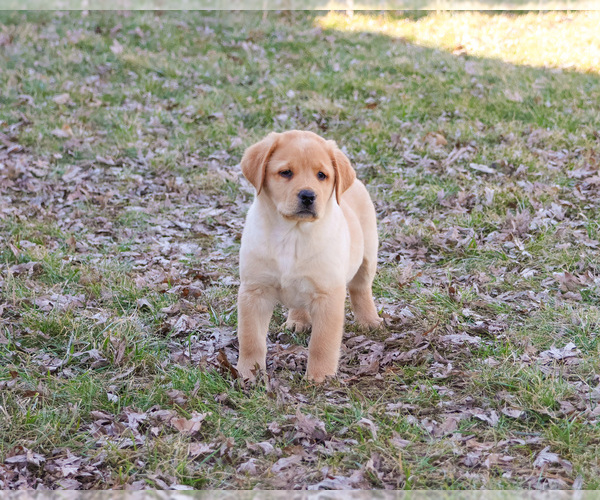 Medium Photo #8 Labrador Retriever Puppy For Sale in SYRACUSE, IN, USA
