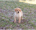 Small #7 Labrador Retriever
