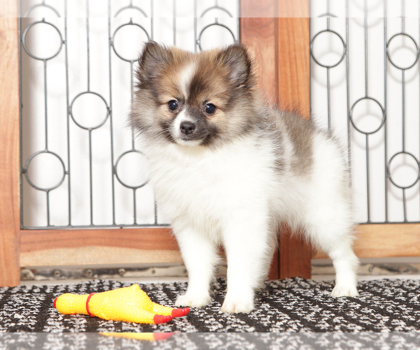 Medium Photo #1 Pomeranian Puppy For Sale in NAPLES, FL, USA