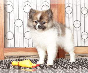 Pomeranian Puppy for sale in NAPLES, FL, USA