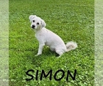 Image preview for Ad Listing. Nickname: Simon