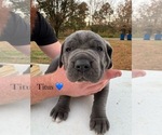 Small Photo #8 Cane Corso Puppy For Sale in COLONIAL HEIGHTS, VA, USA
