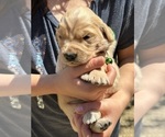 Small Photo #22 Golden Retriever Puppy For Sale in AMITY, AR, USA