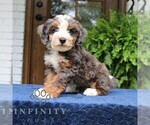 Small #1 Bernedoodle (Miniature)