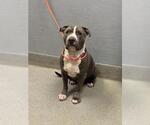 Small Photo #1 American Pit Bull Terrier-Unknown Mix Puppy For Sale in Las Vegas, NV, USA