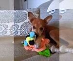 Small #32 Boston Terrier Mix