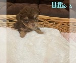 Puppy Willie Cock-A-Poo-Yorkshire Terrier Mix