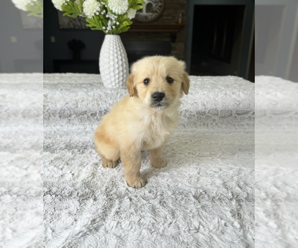 Medium Photo #2 Golden Retriever Puppy For Sale in GREENFIELD, IN, USA