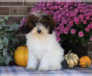 Poodle (Miniature) Puppy for sale in FREDERICKSBG, OH, USA