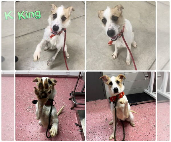 Medium Photo #1 Airedale Terrier-Unknown Mix Puppy For Sale in Pierceton , IN, USA