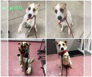 Airedale Terrier-Unknown Mix Dogs for adoption in Pierceton , IN, USA