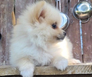 Pomeranian Puppy for sale in ORRVILLE, OH, USA
