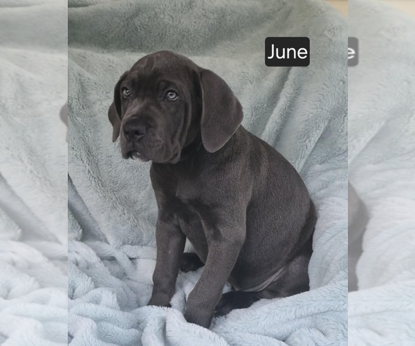 Medium Photo #3 Cane Corso Puppy For Sale in MINERAL WELLS, WV, USA
