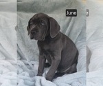 Small #2 Cane Corso