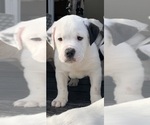 Puppy 6 English Bulldog-Great Pyrenees Mix