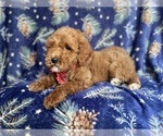 Small Photo #3 Poodle (Standard) Puppy For Sale in LAKELAND, FL, USA