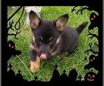Small Photo #17 Pembroke Welsh Corgi-Scottish Terrier Mix Puppy For Sale in GREELEY, CO, USA