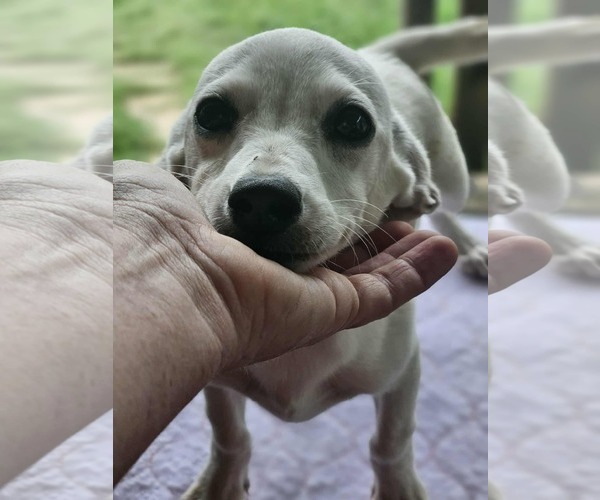 Medium Photo #9 Chiweenie Puppy For Sale in Wakefield, RI, USA