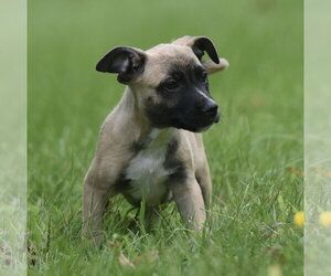 Sawyer - Male Boxer-Unknown Mix Dog for Adoption - Photo #10