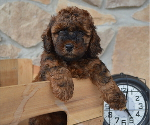 Shih-Poo Puppy for sale in HONEY BROOK, PA, USA