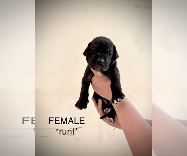 Medium Photo #7 Great Dane Puppy For Sale in SPRING, TX, USA