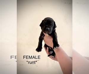 Medium Great Dane
