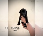 Puppy Lucky Great Dane