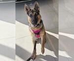 Small #2 German Shepherd Dog