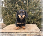 Small #2 Dachshund
