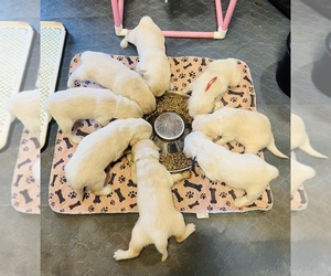 Golden Retriever Puppy for sale in BOILING SPGS, SC, USA