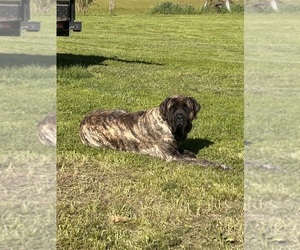 Father of the Mastiff puppies born on 05/11/2026