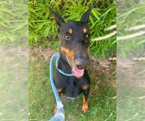 Doberman Pinscher Dogs for adoption in Sacramento, CA, USA