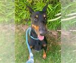 Small Doberman Pinscher