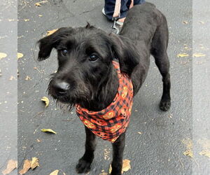 Medium Labrador Retriever Mix