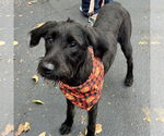 Small Labrador Retriever Mix