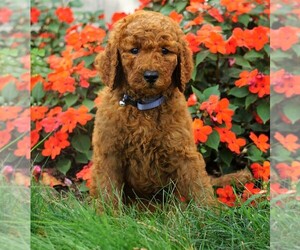 Poodle (Standard) Puppy for sale in FREDERICKSBG, OH, USA