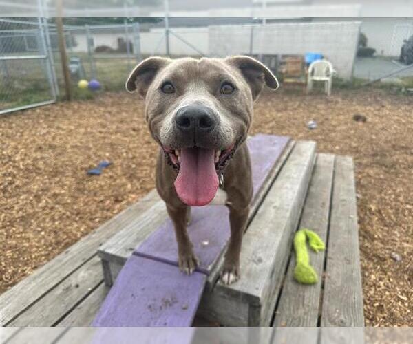 Medium Photo #2 American Pit Bull Terrier-Unknown Mix Puppy For Sale in McKinleyville, CA, USA