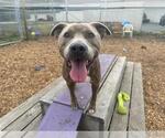 Small #1 American Pit Bull Terrier Mix