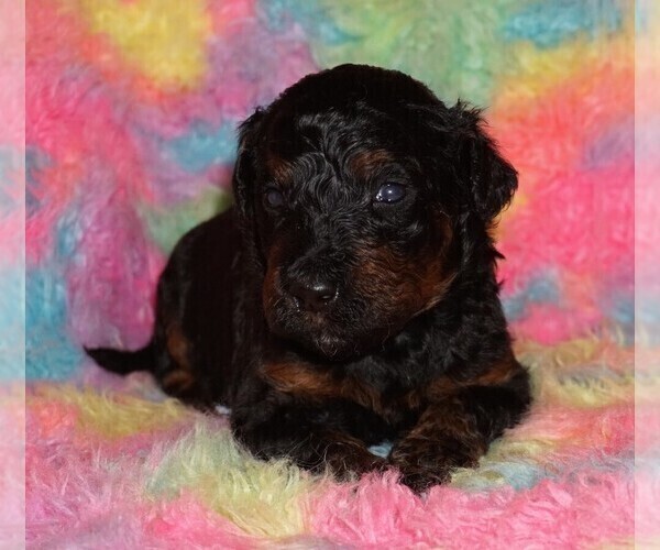 Medium Photo #3 Miniature Labradoodle Puppy For Sale in LA HABRA, CA, USA