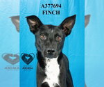 Small Australian Kelpie