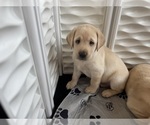 Small #34 Labrador Retriever
