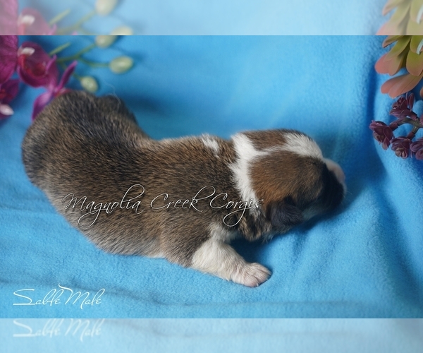 Medium Photo #7 Pembroke Welsh Corgi Puppy For Sale in CRESTVIEW, FL, USA