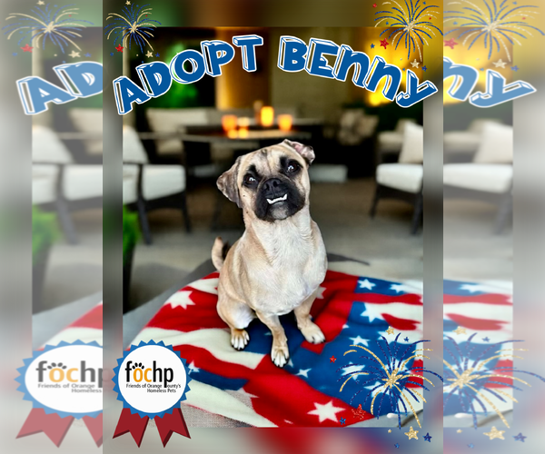 Medium Photo #2 Puggle Puppy For Sale in Menifee, CA, USA